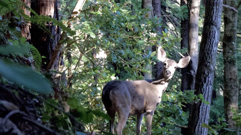 Forest Trail - Loma Mar, CA