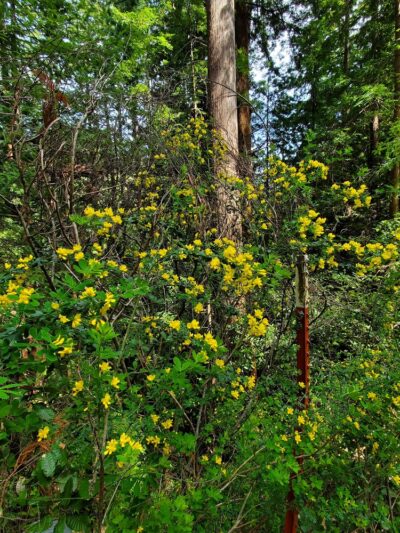 Forest Trail - Loma Mar, CA