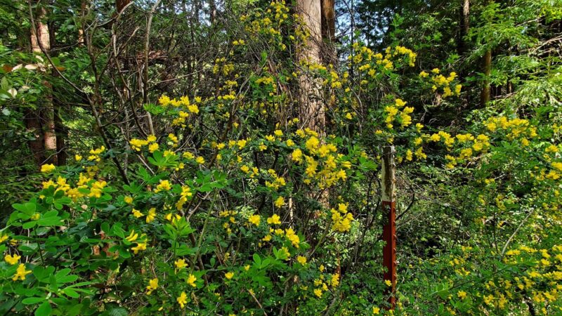 Forest Trail - Loma Mar, CA