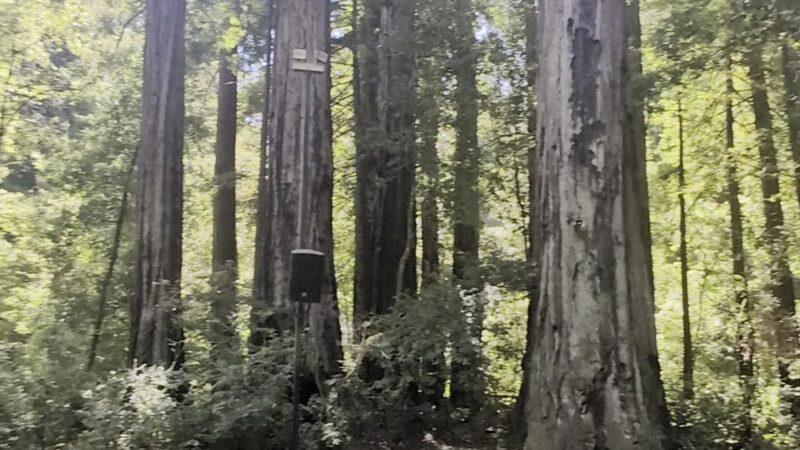 Memorial County Park - Loma Mar, CA