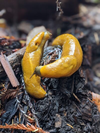 Memorial County Park - Loma Mar, CA