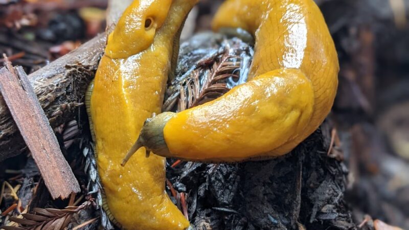 Memorial County Park - Loma Mar, CA