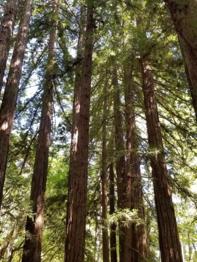 Mt Ellen Nature Trail - Loma Mar, CA