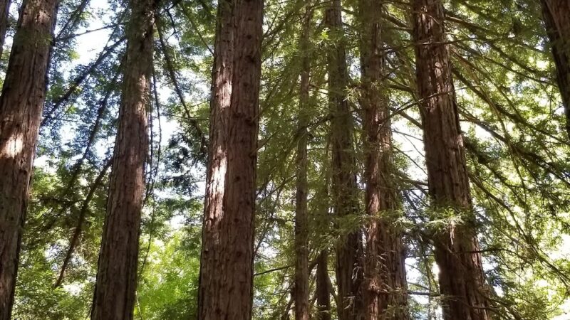 Mt Ellen Nature Trail - Loma Mar, CA