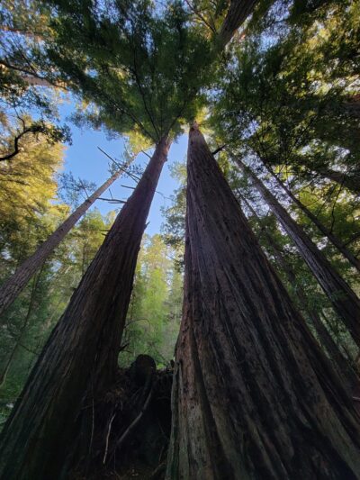 Mt Ellen Nature Trail - Loma Mar, CA