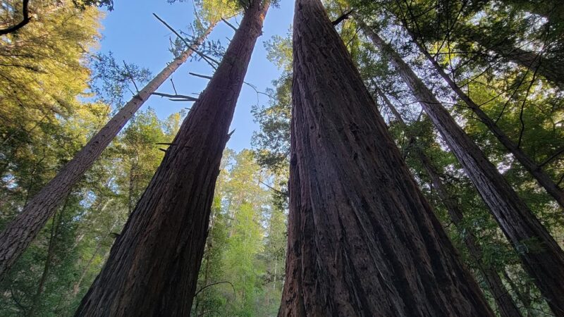 Mt Ellen Nature Trail - Loma Mar, CA