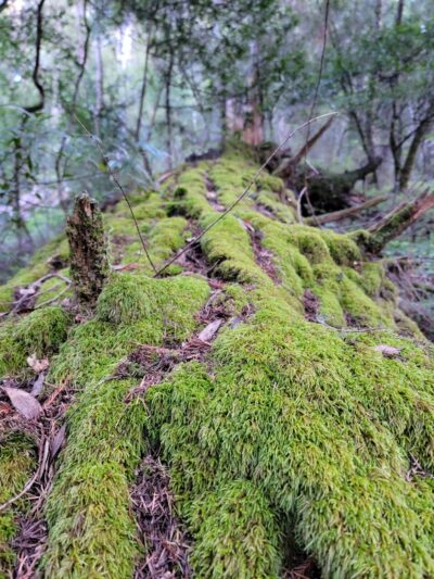 Mt Ellen Nature Trail - Loma Mar, CA