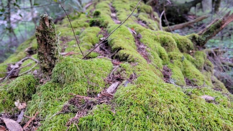 Mt Ellen Nature Trail - Loma Mar, CA