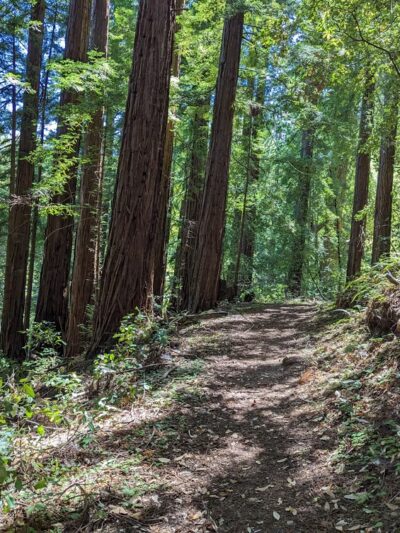 Sam McDonald Park - Loma Mar, CA