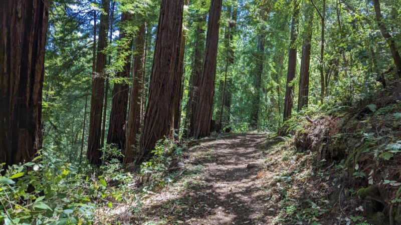 Sam McDonald Park - Loma Mar, CA