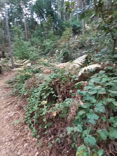 Sam McDonald Park - Loma Mar, CA