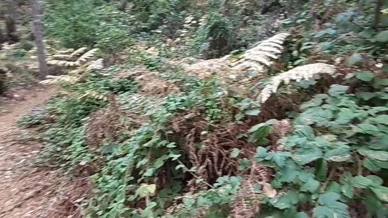 Sam McDonald Park - Loma Mar, CA