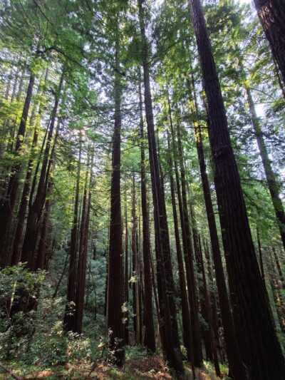 Sam McDonald Park - Loma Mar, CA