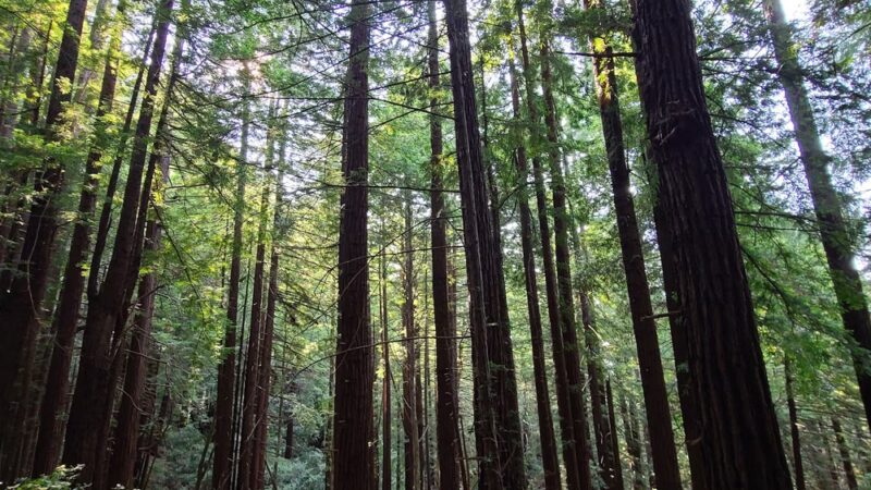 Sam McDonald Park - Loma Mar, CA