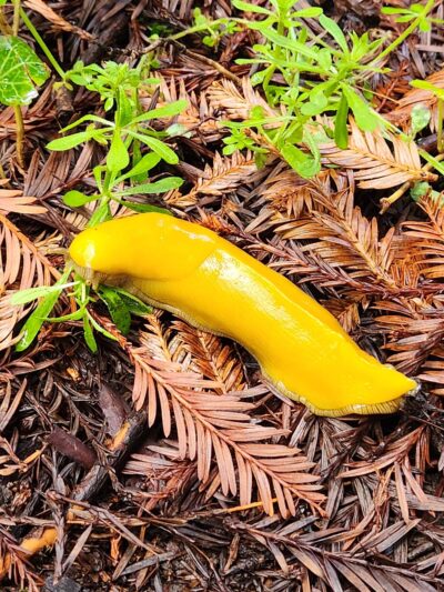 Sam McDonald Park - Loma Mar, CA