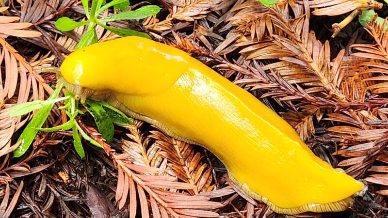 Sam McDonald Park - Loma Mar, CA