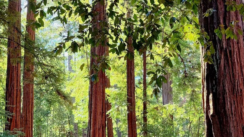 Wurr Flat #2 | Memorial Park - Loma Mar, CA