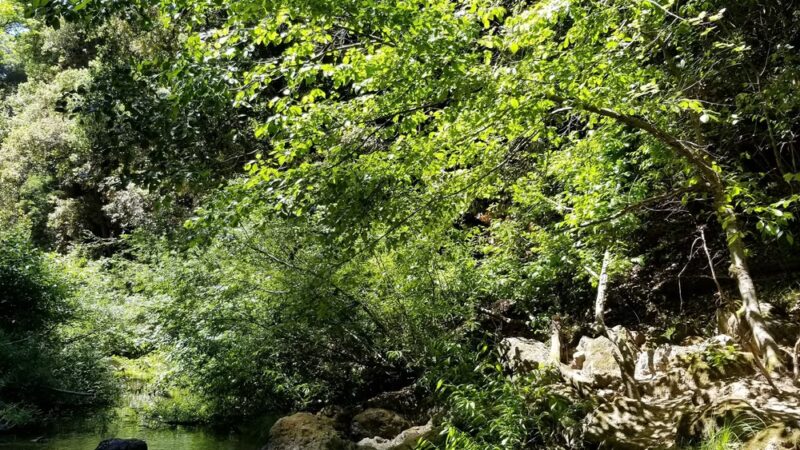 Wurr Flat #2 | Memorial Park - Loma Mar, CA