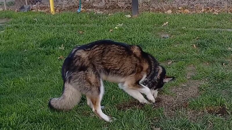 Barkin Park - Lompoc, CA