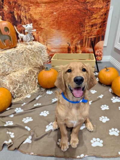 K9 Resorts Luxury Pet Hotel Lone Tree - Lone Tree, CO