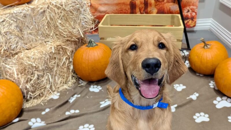 K9 Resorts Luxury Pet Hotel Lone Tree - Lone Tree, CO