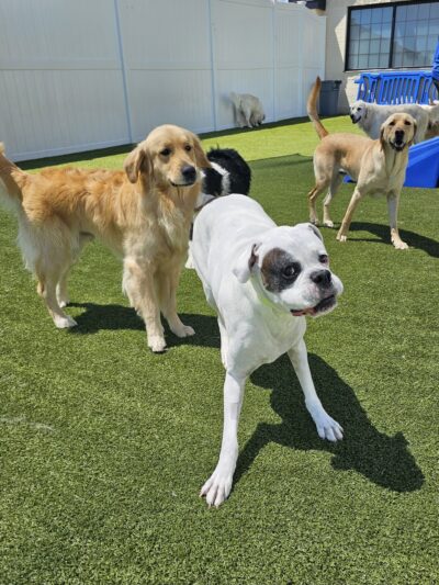 K9 Resorts Luxury Pet Hotel Lone Tree - Lone Tree, CO