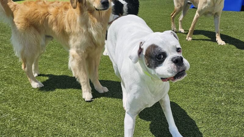 K9 Resorts Luxury Pet Hotel Lone Tree - Lone Tree, CO
