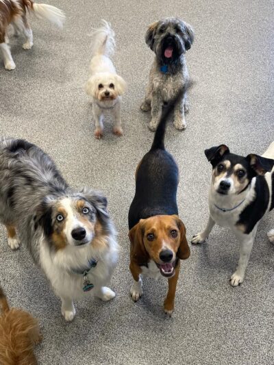 K9 Resorts Luxury Pet Hotel Lone Tree - Lone Tree, CO