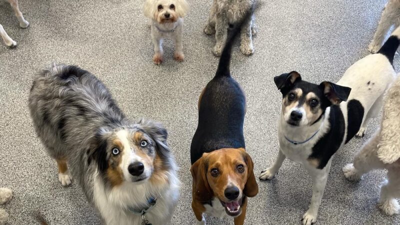 K9 Resorts Luxury Pet Hotel Lone Tree - Lone Tree, CO