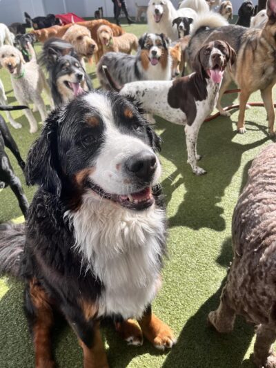 K9 Resorts Luxury Pet Hotel Lone Tree - Lone Tree, CO