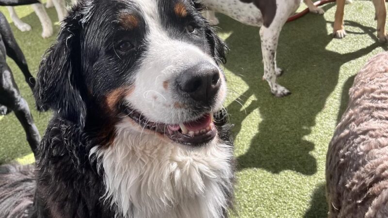 K9 Resorts Luxury Pet Hotel Lone Tree - Lone Tree, CO