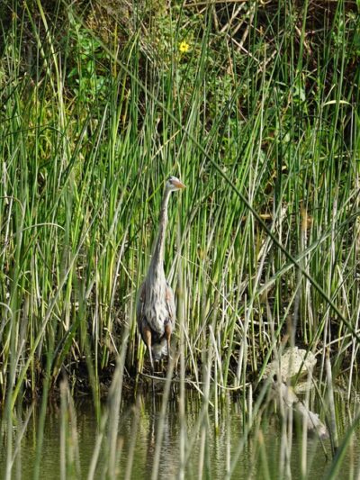 Dominguez Gap Wetlands - Long Beach, CA