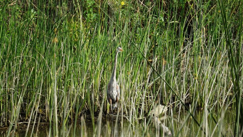 Dominguez Gap Wetlands - Long Beach, CA