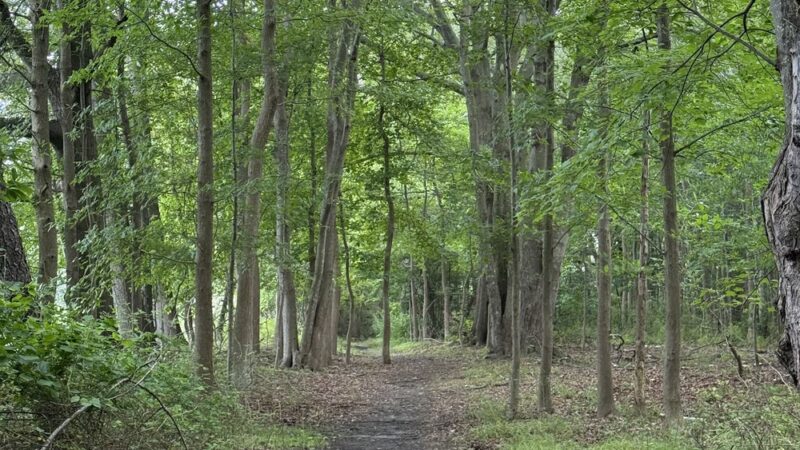 Jackson Woods - Long Branch, NJ