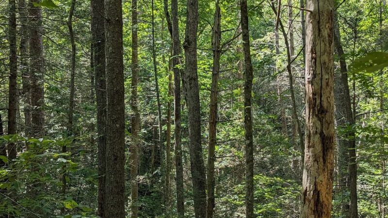 Long Creek Falls Trailhead - Long Creek, SC