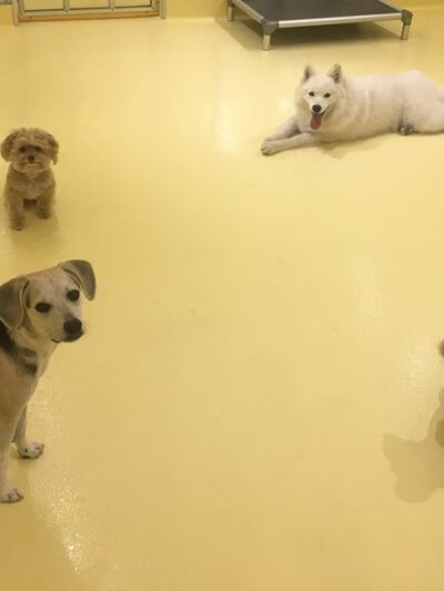 Happy Dogs - Long Island City, NY