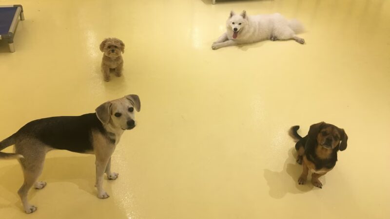 Happy Dogs - Long Island City, NY