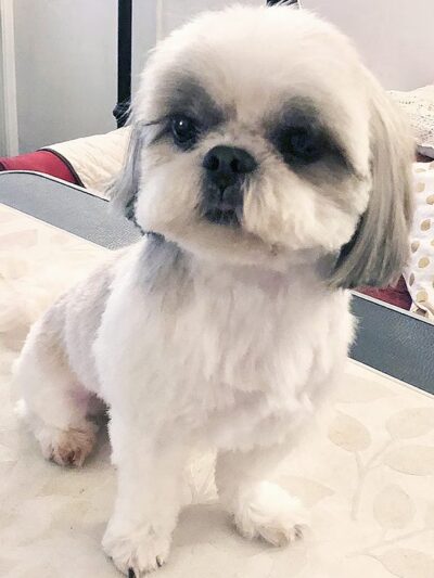 Renata Pet Stylist - Long Island City, NY