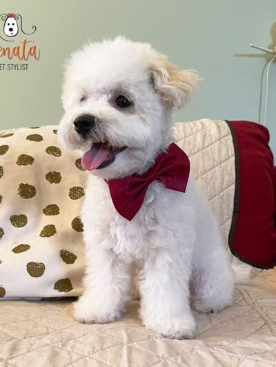 Renata Pet Stylist - Long Island City, NY