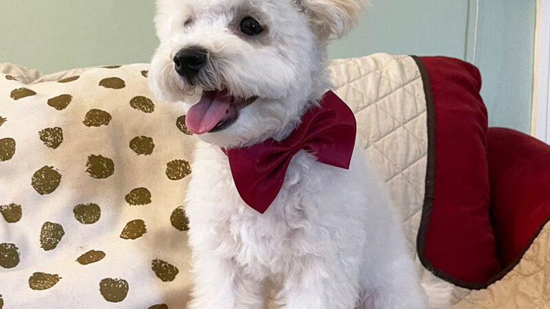 Renata Pet Stylist - Long Island City, NY
