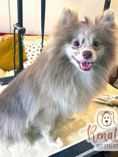 Renata Pet Stylist - Long Island City, NY