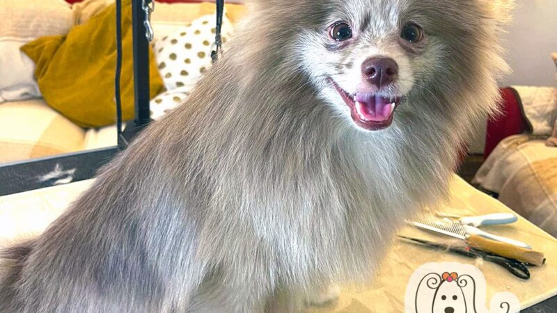 Renata Pet Stylist - Long Island City, NY