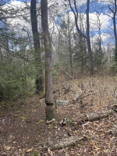 Lost Lakes Trailhead - Long Pond, PA