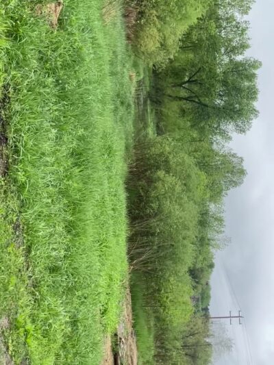 Historic Riverside Park - Long Prairie, MN