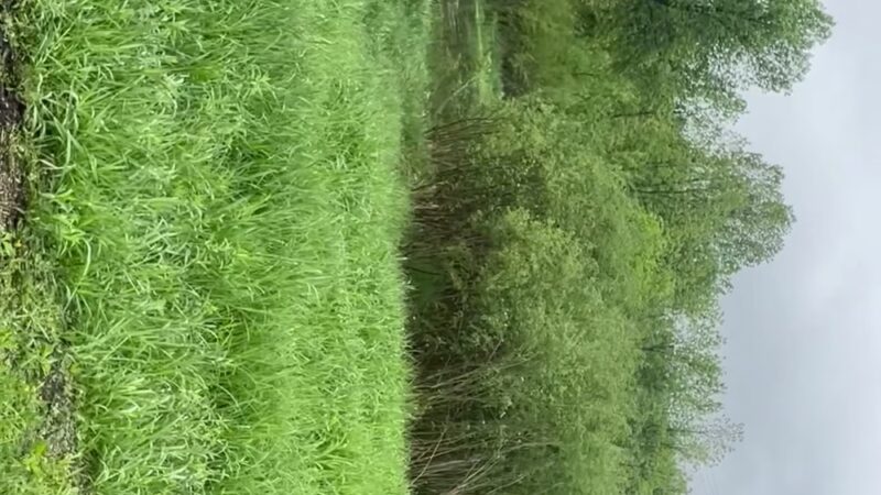 Historic Riverside Park - Long Prairie, MN