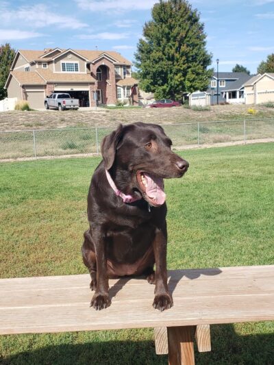 Aisik's Meadow Dog Park - Longmont, CO