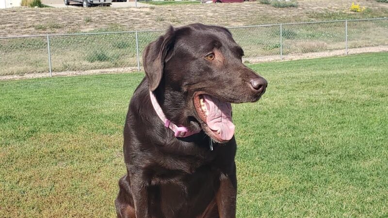 Aisik's Meadow Dog Park - Longmont, CO