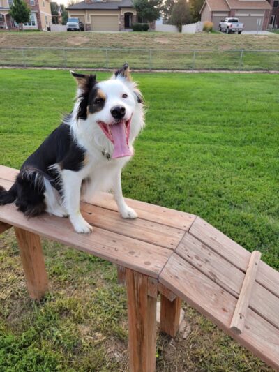 Aisik's Meadow Dog Park - Longmont, CO
