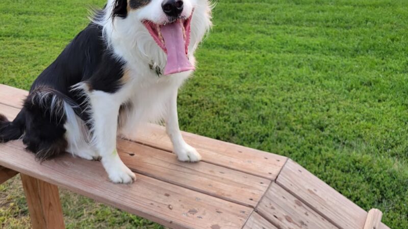 Aisik's Meadow Dog Park - Longmont, CO