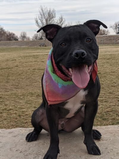 Aisik's Meadow Dog Park - Longmont, CO